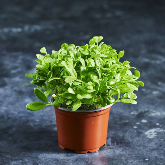 Fresh fenugreek microgreens with tender green leaves