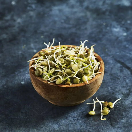 Fresh French green lentil sprouts