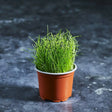 Fresh garlic chive microgreens with slender green shoots