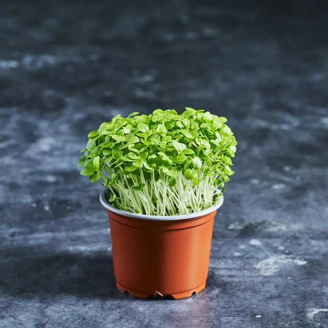 Fresh Greek basil microgreens with small green leaves