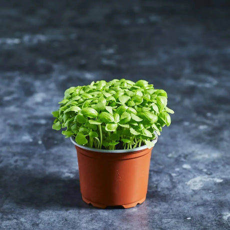 Fresh Torino green basil microgreens growing in a small pot
