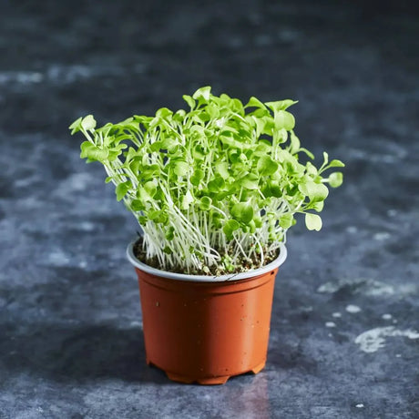 Fresh green mizuna microgreens with tender serrated leaves