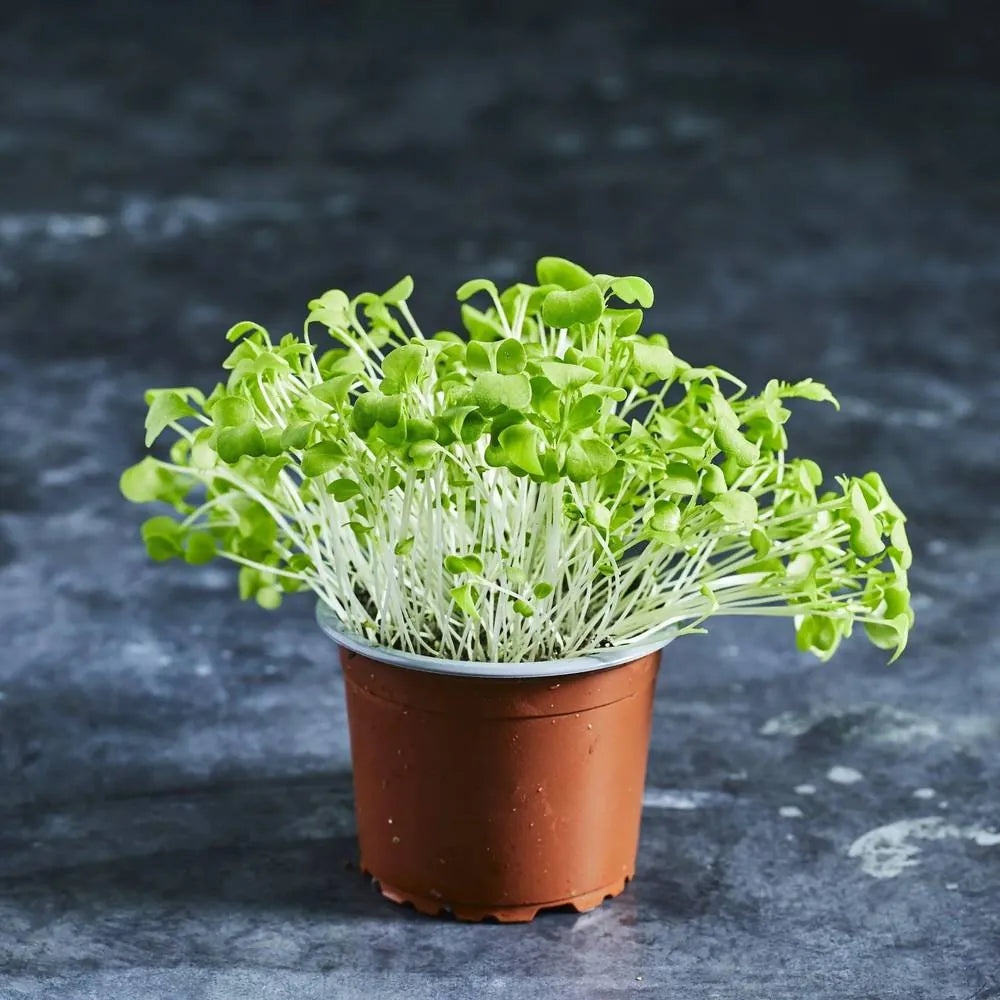 Close-up of fresh green mustard microgreens