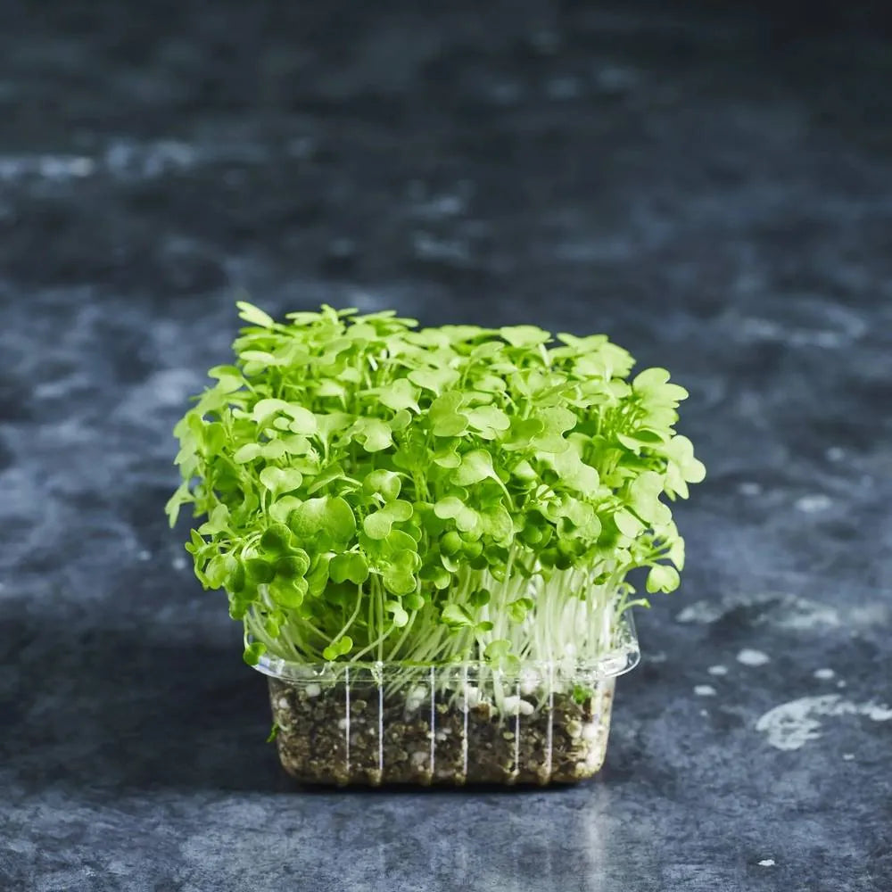Fresh green mustard microgreens with bright green leaves