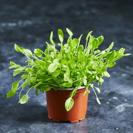 Fresh green sorrel microgreens growing in a small terracotta-coloured pot