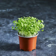 Fresh green tatsoi microgreens with rounded green leaves