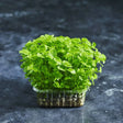 Fresh lemon balm microgreens with bright green leaves