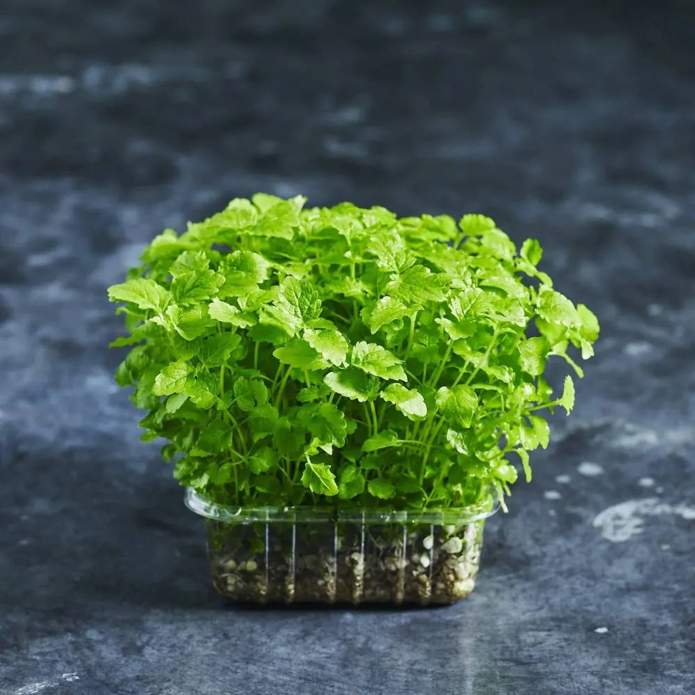 Fresh lemon balm microgreens with bright green leaves