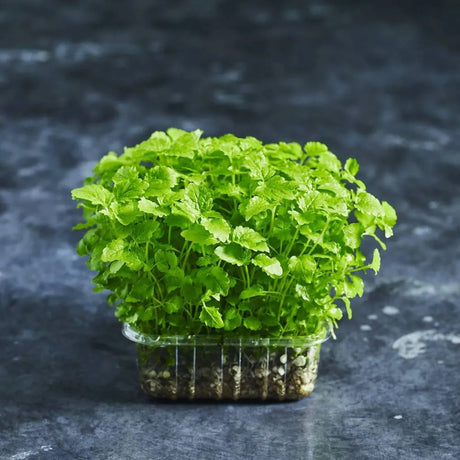 Fresh lemon balm microgreens with bright green leaves
