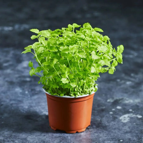 Close-up of fresh lemon balm microgreens