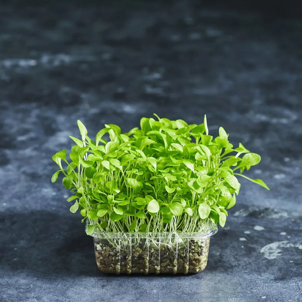 Fresh mâche corn salad microgreens growing in a shallow tray