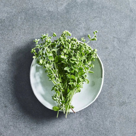 Marjoram herb seeds