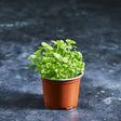 Fresh mint microgreens with bright green leaves