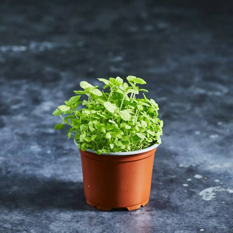 Fresh mint microgreens with bright green leaves