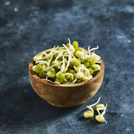 Fresh mung bean sprouts grown from green mung beans