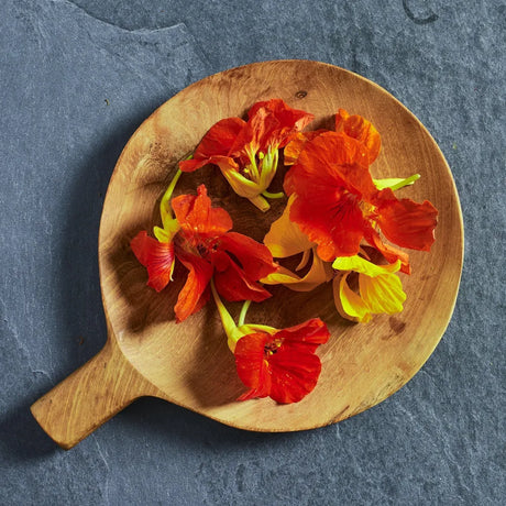 Nasturtium 'Empress of India' edible flower seeds