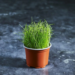 Fresh onion chive microgreens with slender green shoots