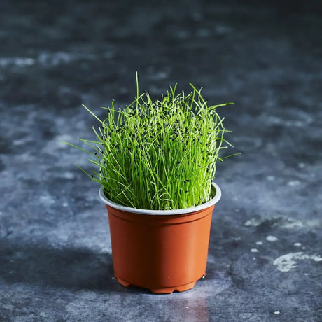 Fresh onion chive microgreens with slender green shoots