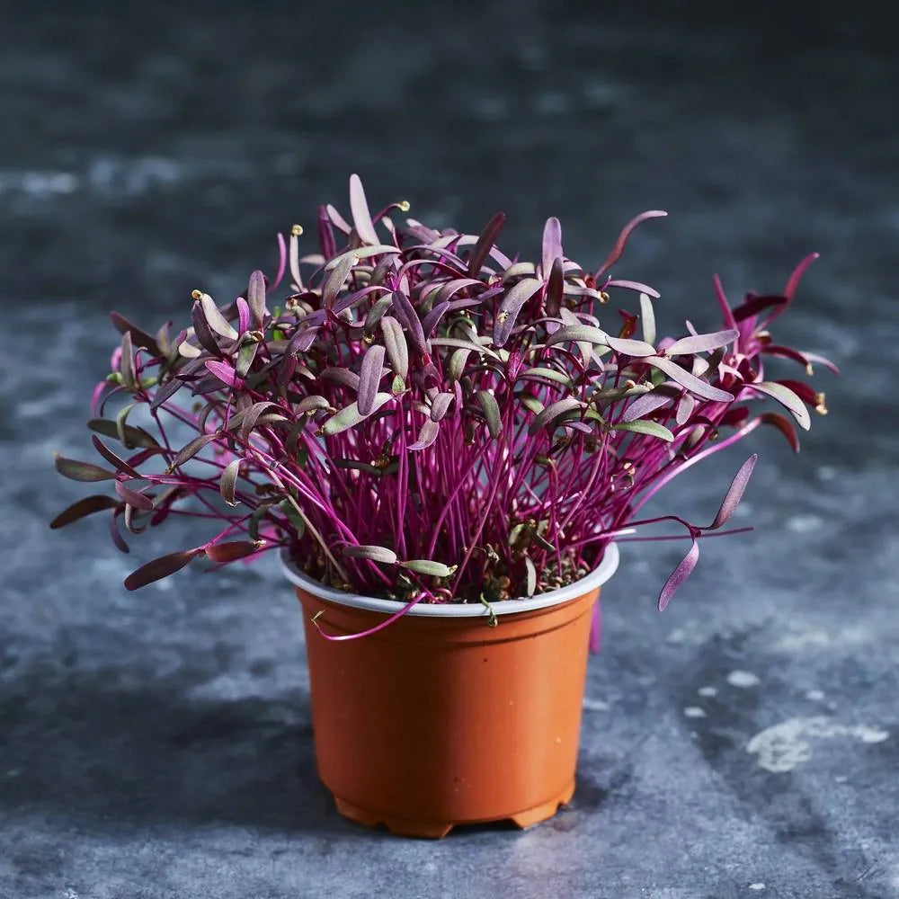 Fresh purple orach microgreens with colourful young leaves