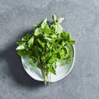 Oregano herb seeds