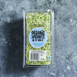 Fresh alfalfa sprouts packed and ready to use