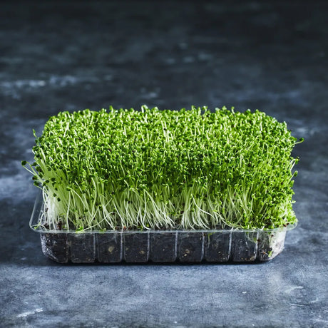Fresh broccoli microgreens growing densely in a shallow tray
