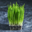 Fresh organic oat grass growing in a small tray