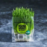 Compact fresh wheatgrass punnet ready to harvest