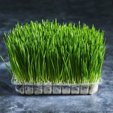 Fresh organic wheatgrass growing densely in a large tray