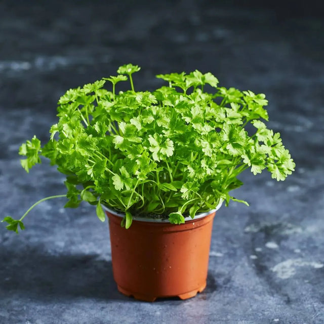 Fresh curled parsley microgreens with frilly green leaves