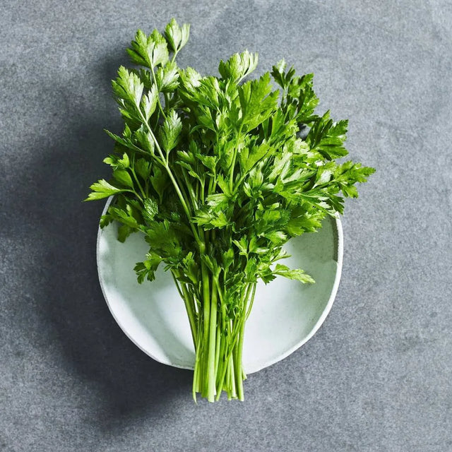 Italian flat leaf parsley herb seeds