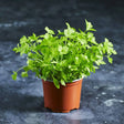 Fresh flat leaf parsley microgreens with bright green leaves