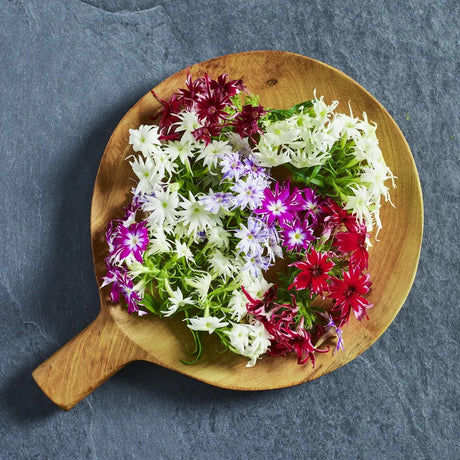 Annual phlox 'Popstars Mix' edible flower seeds