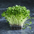Fresh daikon radish microgreens with green leaves
