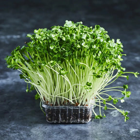 Fresh daikon radish microgreens with green leaves