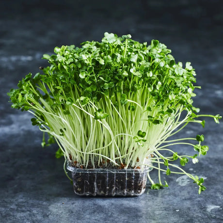 Fresh daikon radish microgreens with green leaves