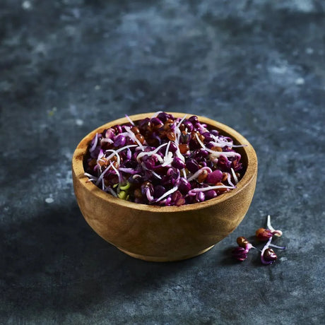Fresh purple Sango radish sprouts with colourful stems
