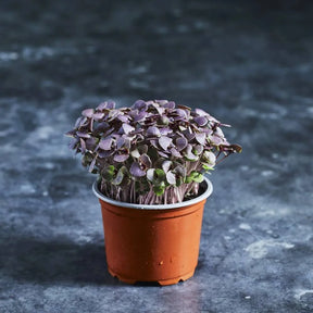 Fresh purple basil microgreens with deep purple leaves