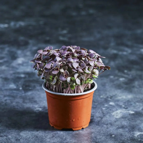 Fresh purple basil microgreens with deep purple leaves