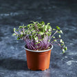 Fresh red cabbage microgreens growing in a small pot