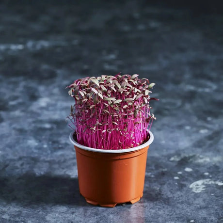 Fresh red Amarosa amaranth microgreens ready to harvest