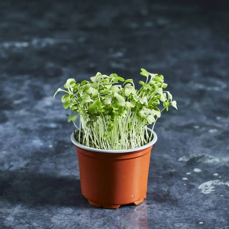 Fresh red mizuna microgreens with fine green leaves and colourful stems