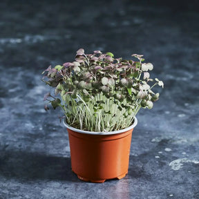 Fresh red mustard microgreens with red stems and green leaves