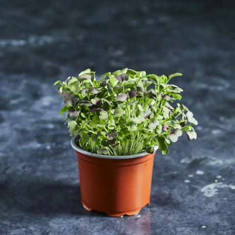 Fresh red pak choi microgreens growing in a small round pot