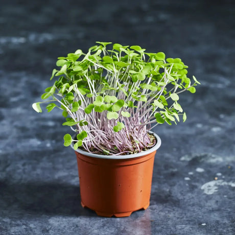 Fresh red Russian kale microgreens with green leaves and coloured stems