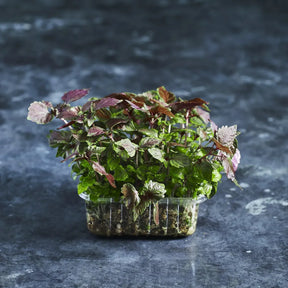 Fresh red shiso microgreens growing in a shallow tray