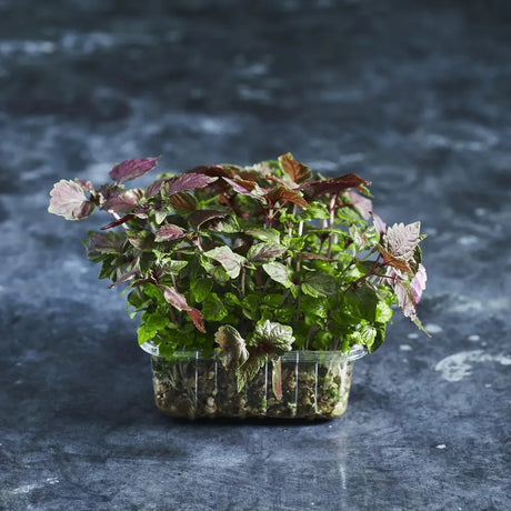 Fresh red shiso microgreens growing in a shallow tray