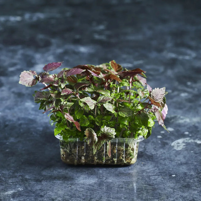 Fresh red shiso microgreens growing in a shallow tray