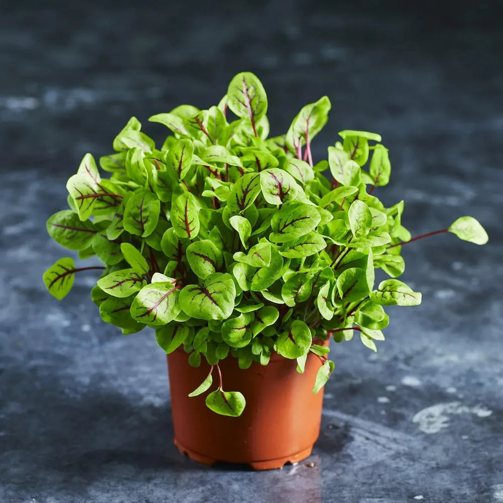 Fresh red-veined sorrel microgreens with green leaves and red veins