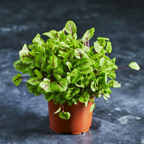 Fresh red-veined sorrel microgreens with green leaves and red veins